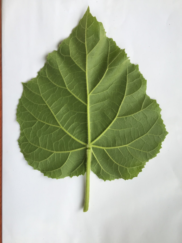 오동나무 - Paulownia coreana Uyeki