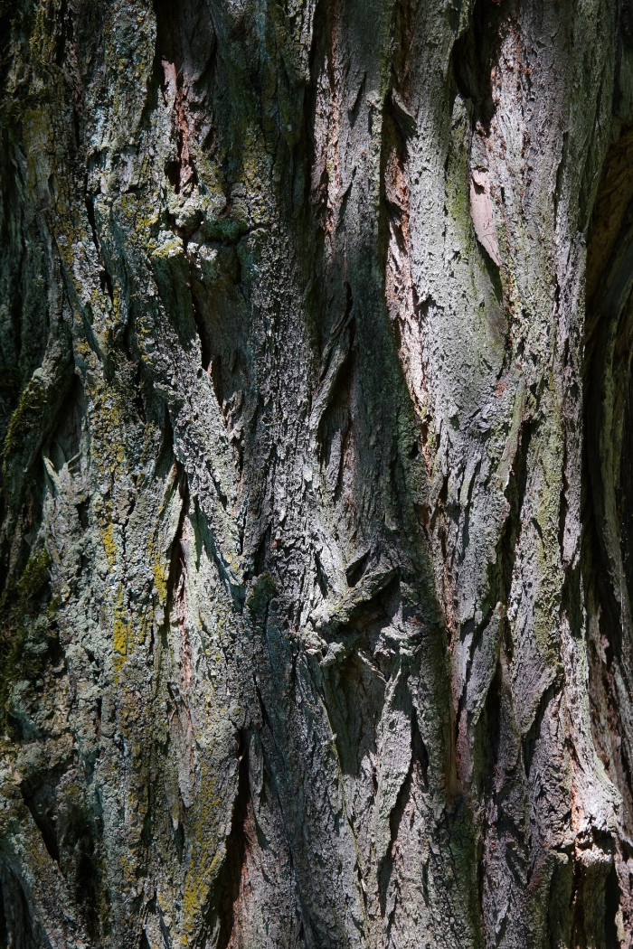 아까시나무 - Robinia pseudoacacia L.