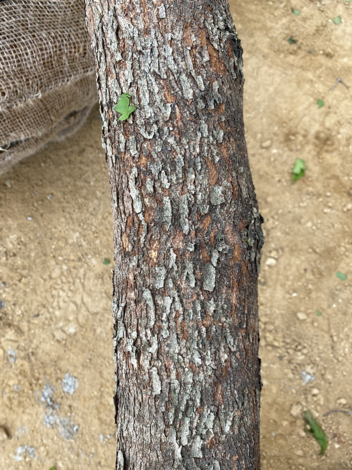 산사나무 - Mountain hawthorn, Crataegus pinnatifida Bunge for. pinnatifida