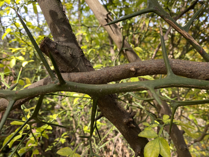 탱자나무 - trifoliate orange, Poncirus trifoliata, Cirus trifoliata Raf.