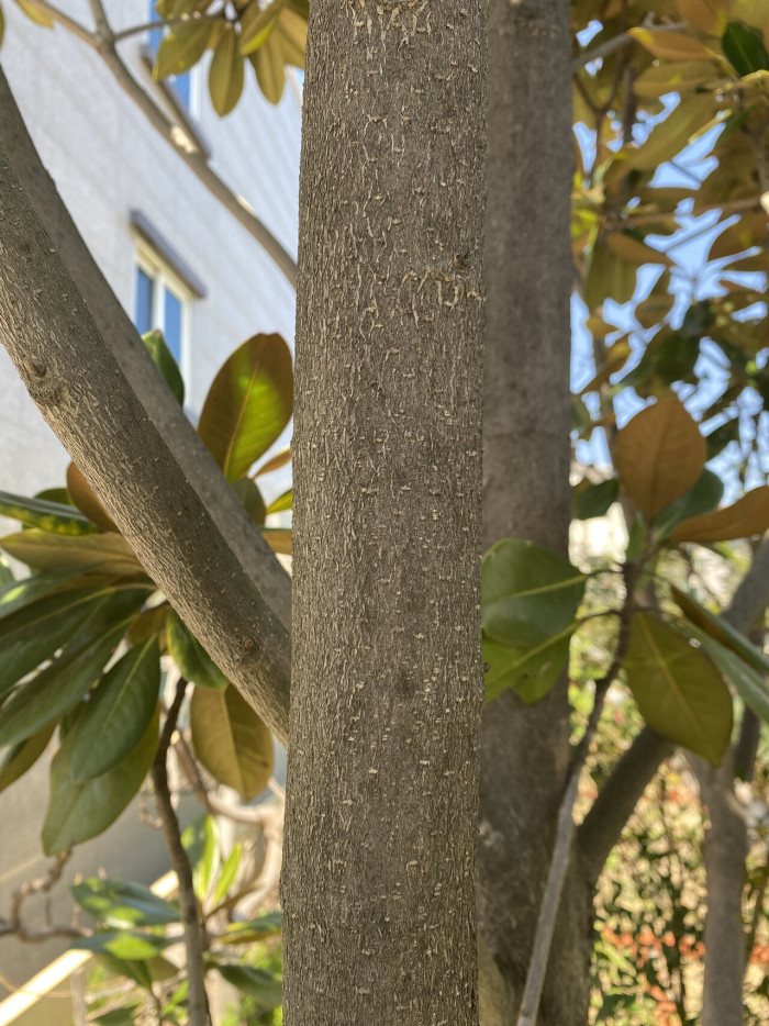 태산목 - Magnolia grandiflora L.