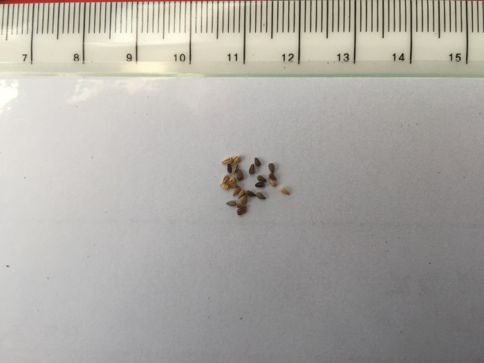 베니듐 - Cape Daisy, Venidium Fastuosum