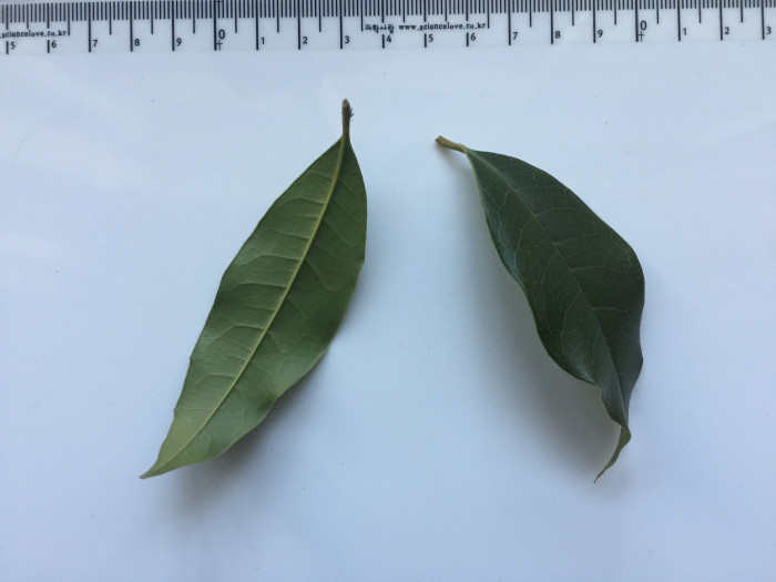 금목서 - Osmanthus fragrans var. aurantiacus Makino