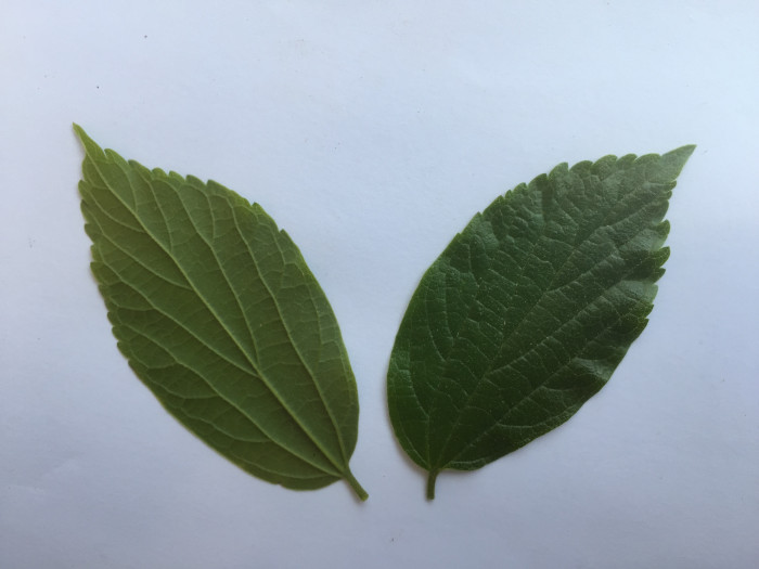 팽나무 - Chinese Hackberry, Celtis sinensis Pers.