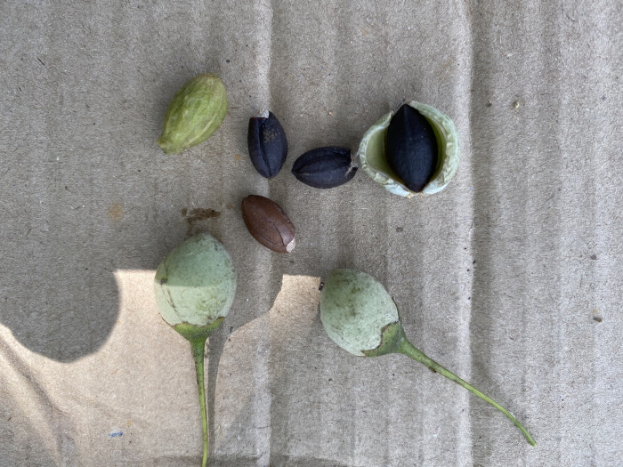 때죽나무 - Styrax japonica