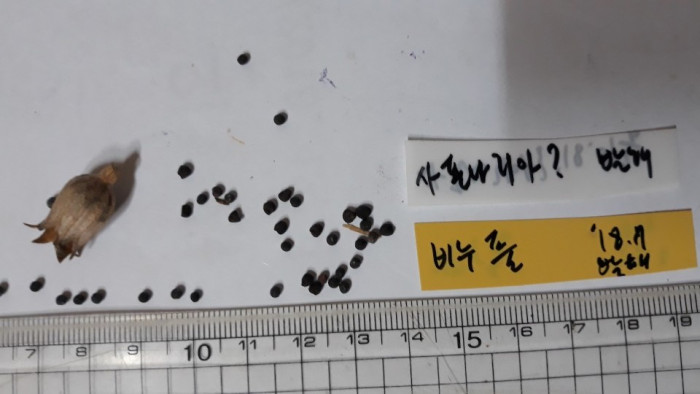 비누풀 - Saponaria officinalis L.