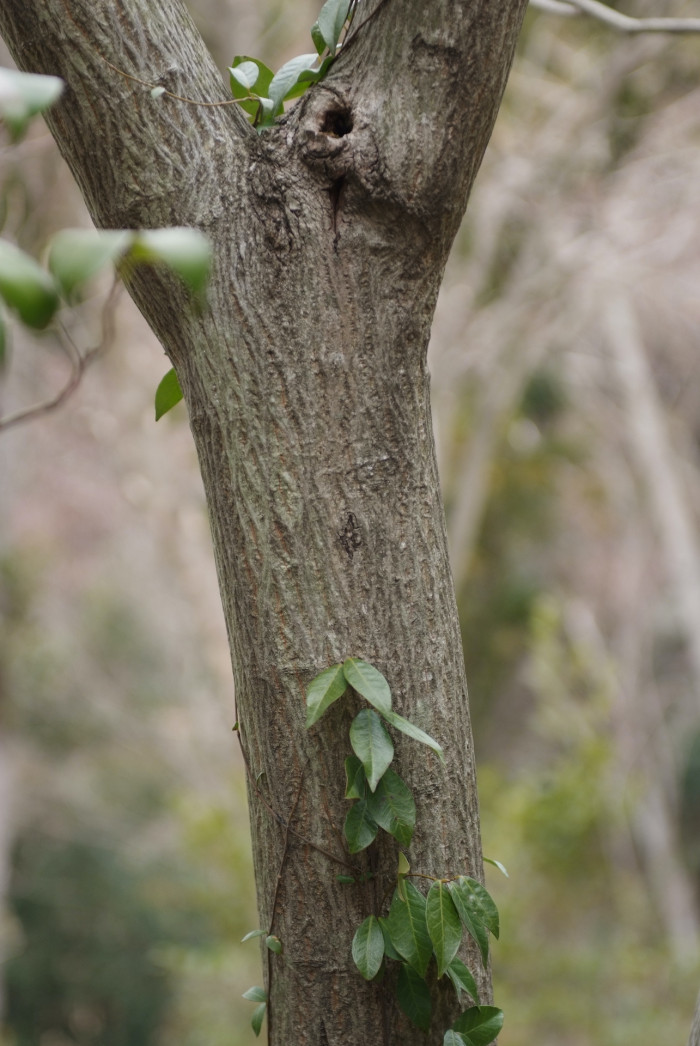 예덕나무 - Mallotus japonicus (Thunb.) Muell. Arg.