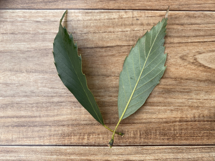 가시나무 - ㅕ뎌뎌뎌뎌뎌뎌ㅕ뎌ㅕ뎓뎌ㅕ뎌ㅕㄷ뎌ㅕ뎓, Quercus myrsinaefolia Blume