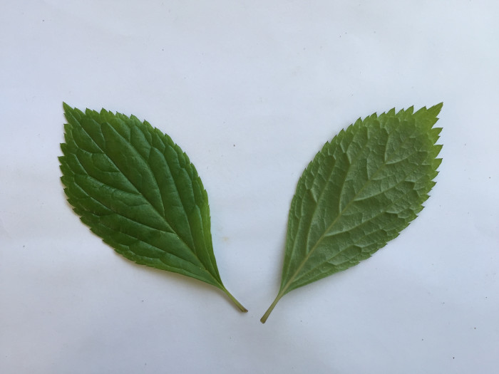 홀아비꽃대 - Chloranthus japonicus