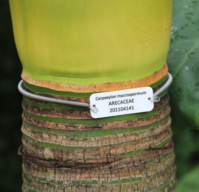 아네이튬 야자 - Aneityum Palm, Carpoxykum Palm, Carpoxylon macrospermum