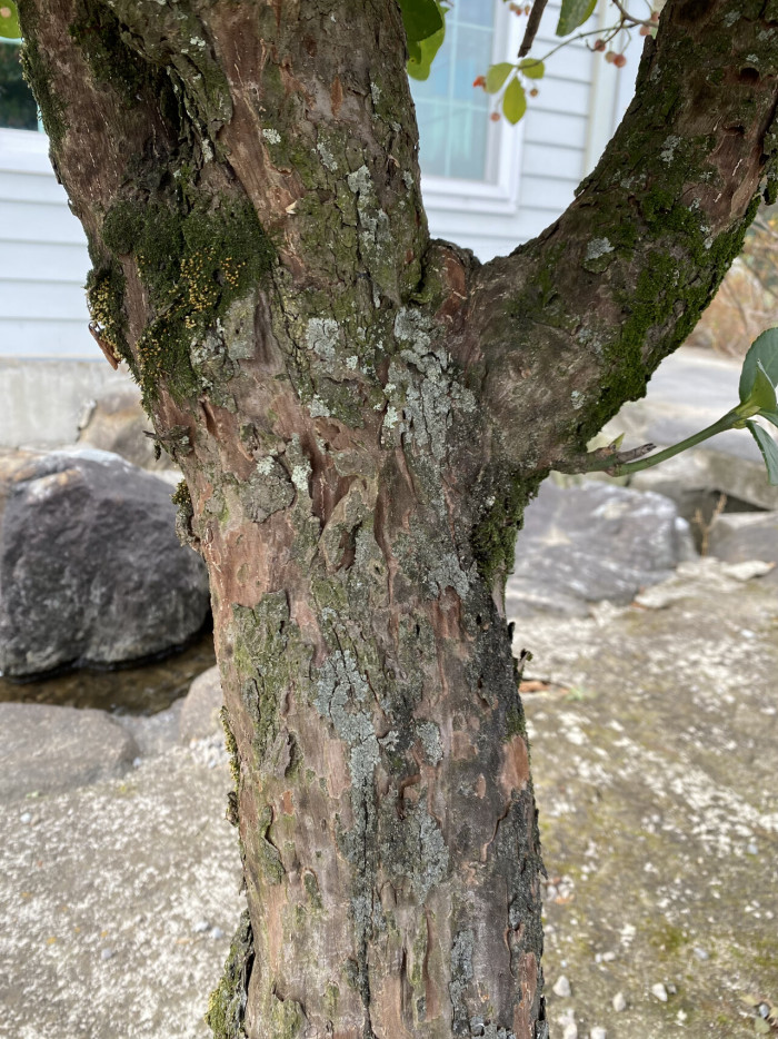 사철나무 - Japanese Spindle, Euonymus japonicus Thunb.
