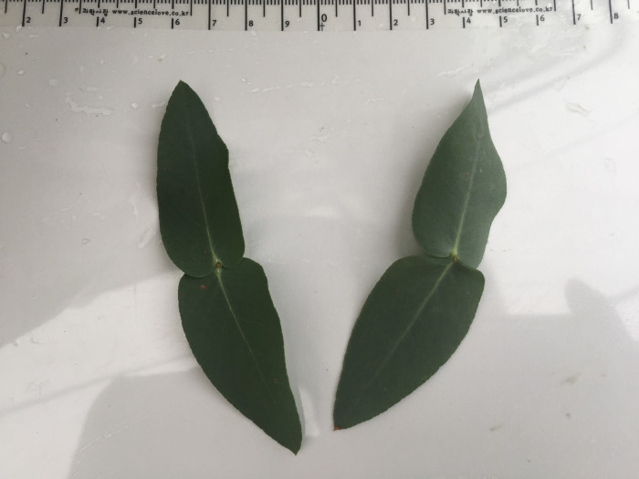 유칼립투스 - Eucalyptus, Eucalyptus globulus