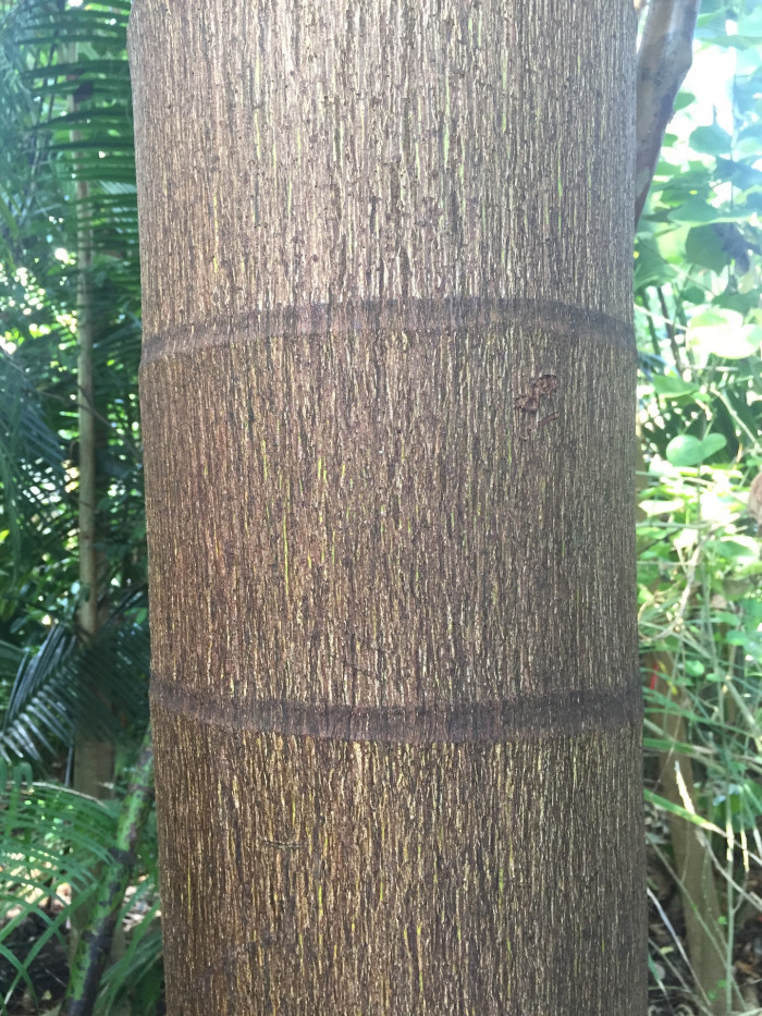 대왕야자 - Cuban royal palm, Florida royal palm, Roystonea regia