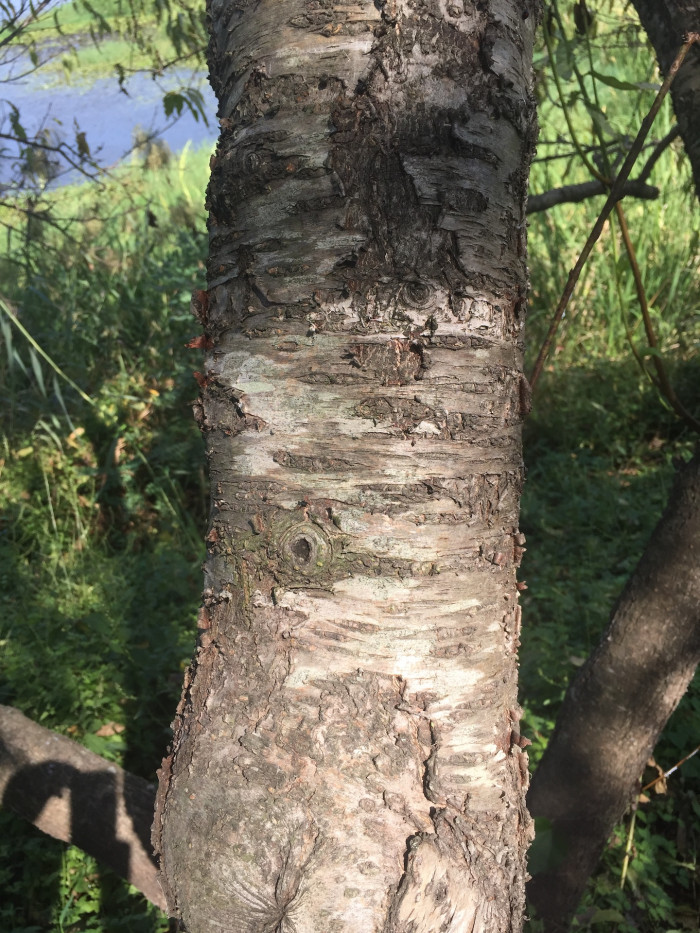 복숭아나무 - Prunus persica
