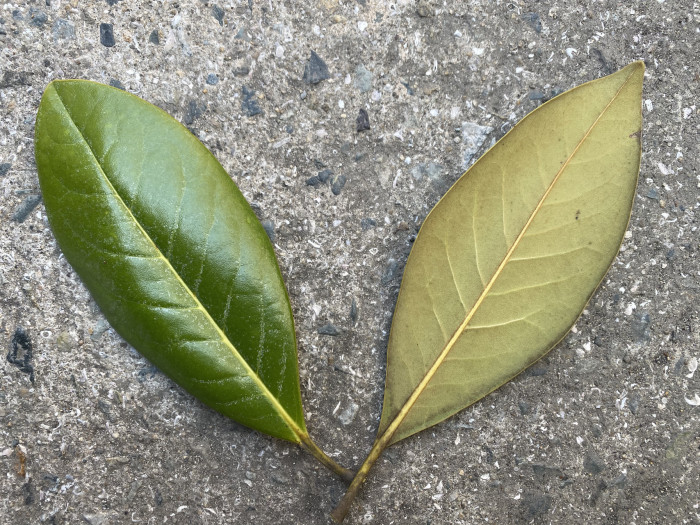 태산목 - Magnolia grandiflora L.