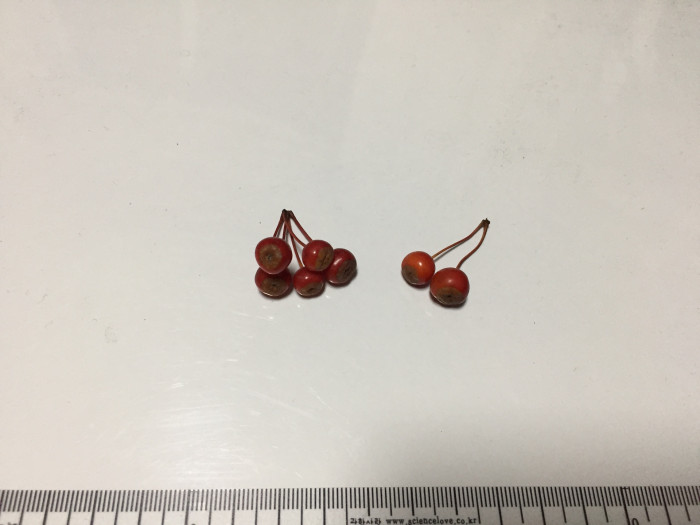 팥배나무 - Korean mountain ash, Sorbus alnifolia (Siebold & Zucc.) K.Koch