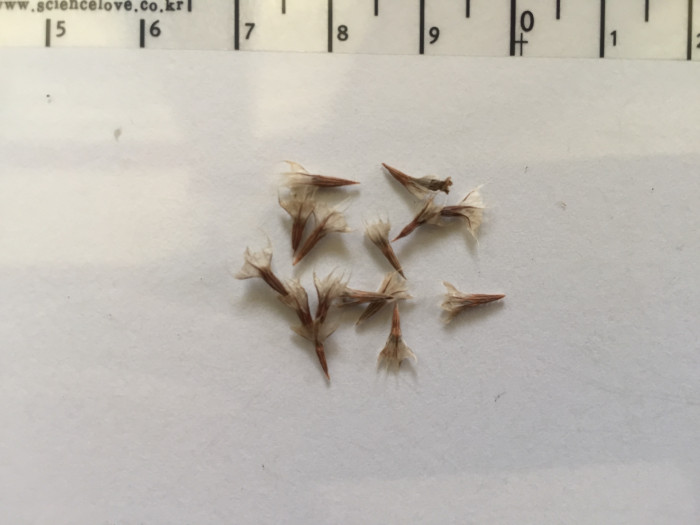 너도부추 - sea thrift, sea pink, Armeria maritima
