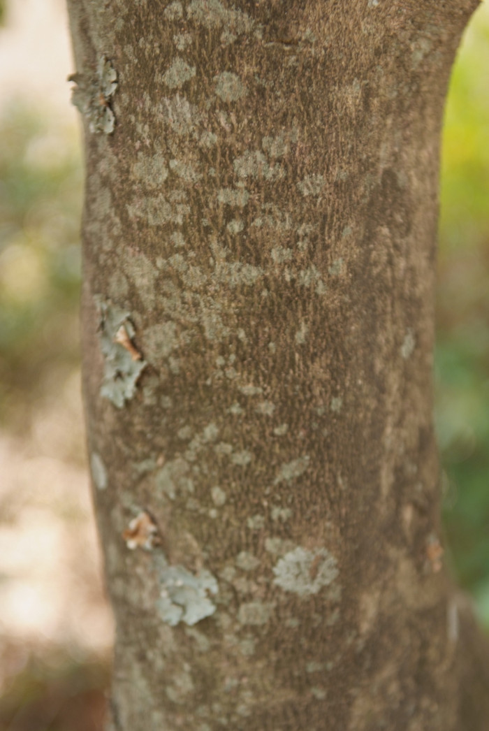 감탕나무 - Ilex integra Thunb.