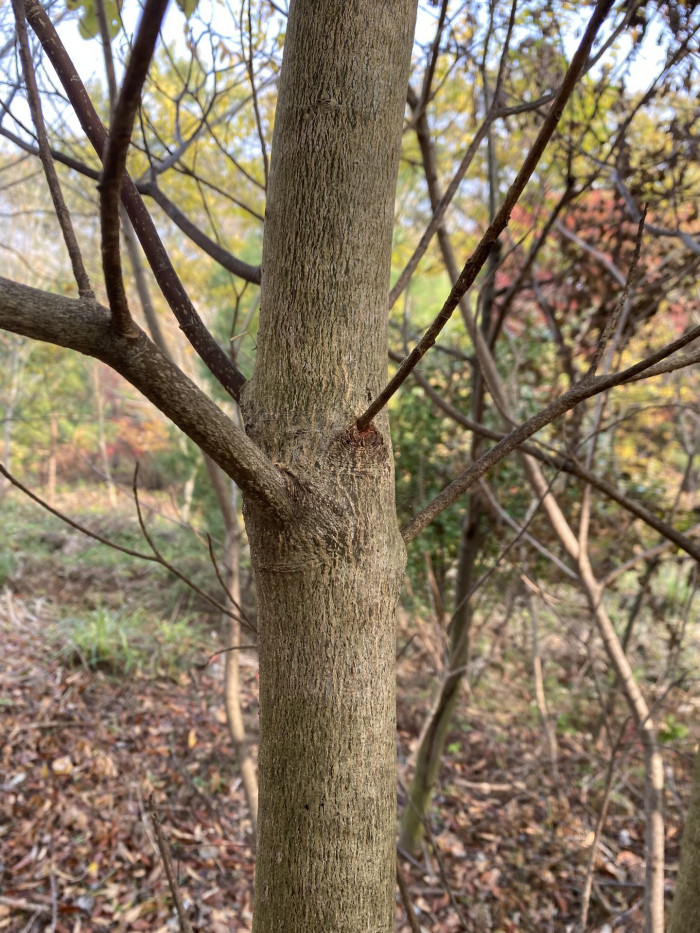층층나무 - Giant Dogwood, Cornus controversa Hemsl. ex Prain