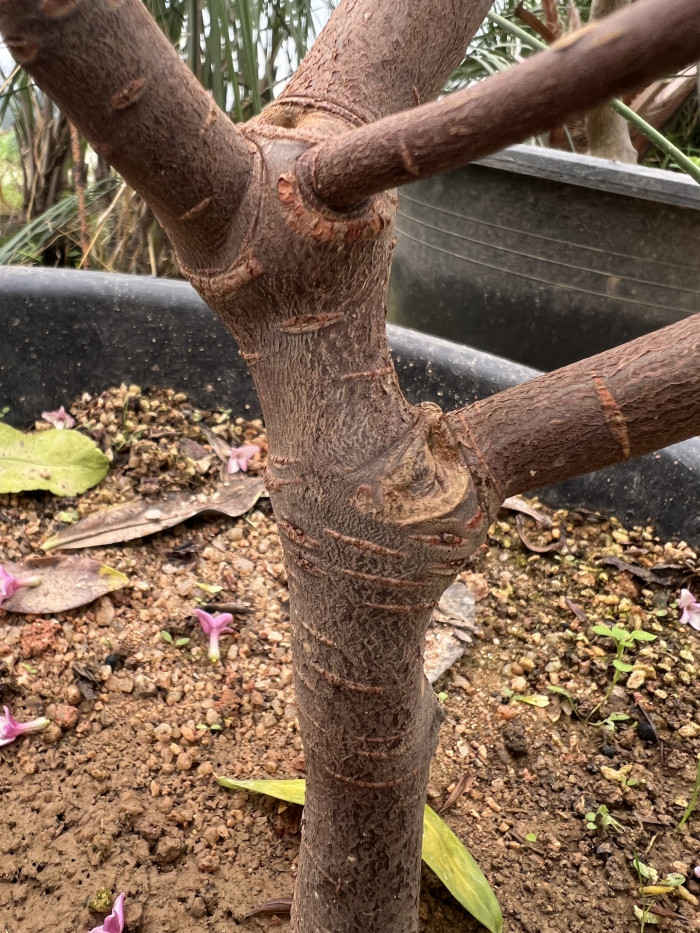 서향나무 줄기 - Daphne odora Thunb. trunk