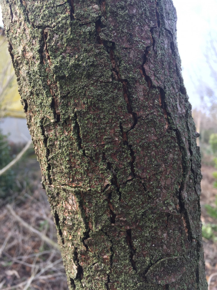 모감주나무 - Koelreuteria paniculata Laxmann