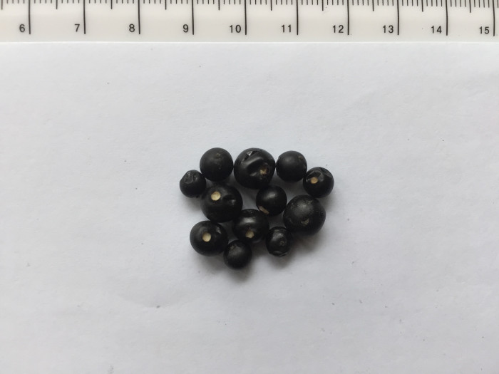 꽝꽝나무 - Ilex crenata Thunb. var. crenata