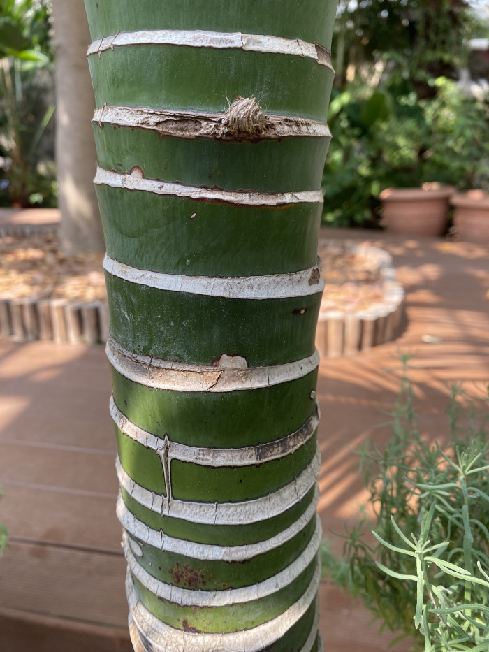 켄차야자 - Kentia palm, Howea Forsterana