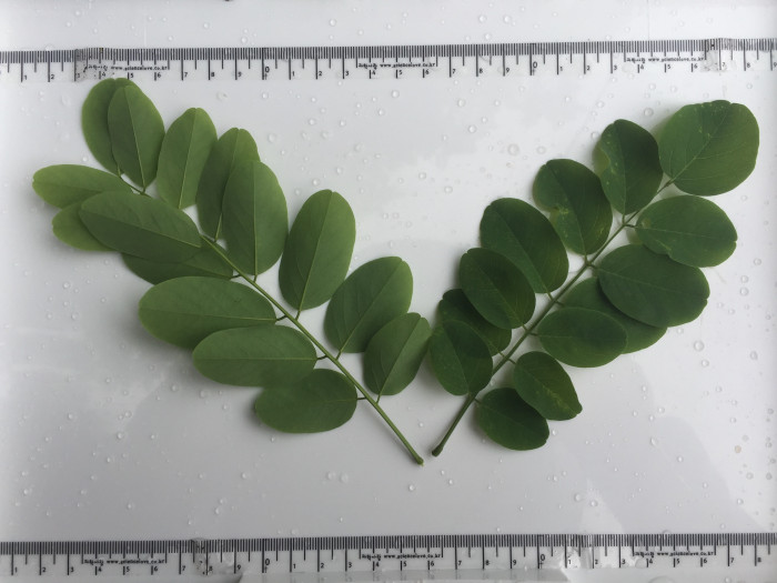 아까시나무 - Robinia pseudoacacia L.