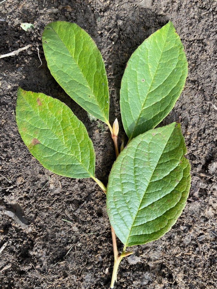 노각나무 - Stewartia pseudocamellia Maxim.