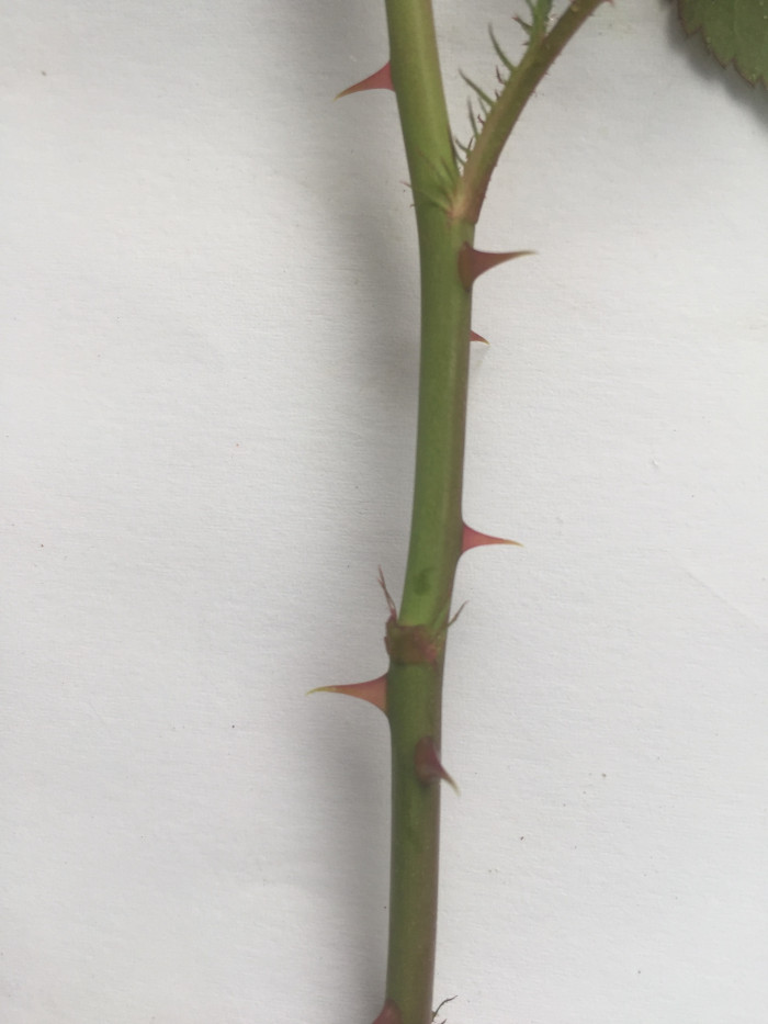 찔레꽃 - Rosa multiflora, Rosa multiflora Thunb. var. multiflora
