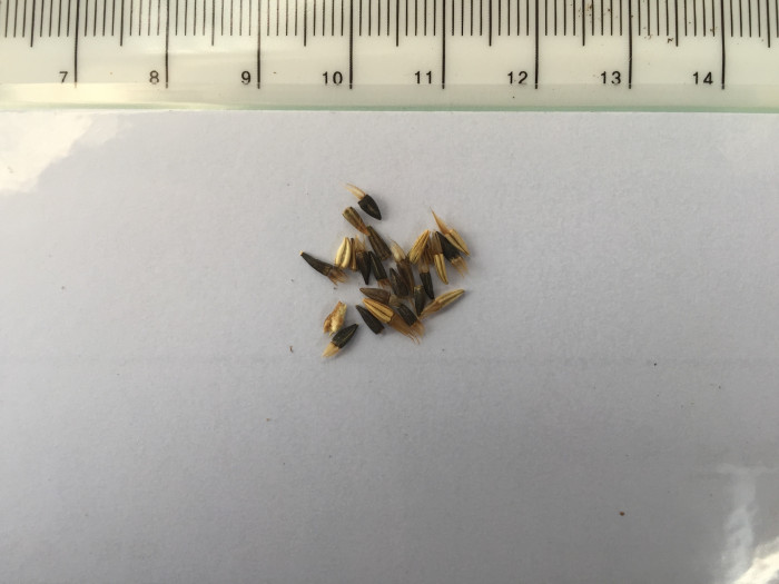카타난체 - Catananche Caerulea