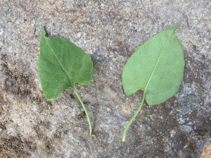 하수오 - Fallopia multiflora (Thunb. ex Murray) Haraldson var. multiflora