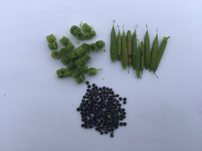 자주괴불주머니 - Corydalis incisa (Thunb.) Pers.