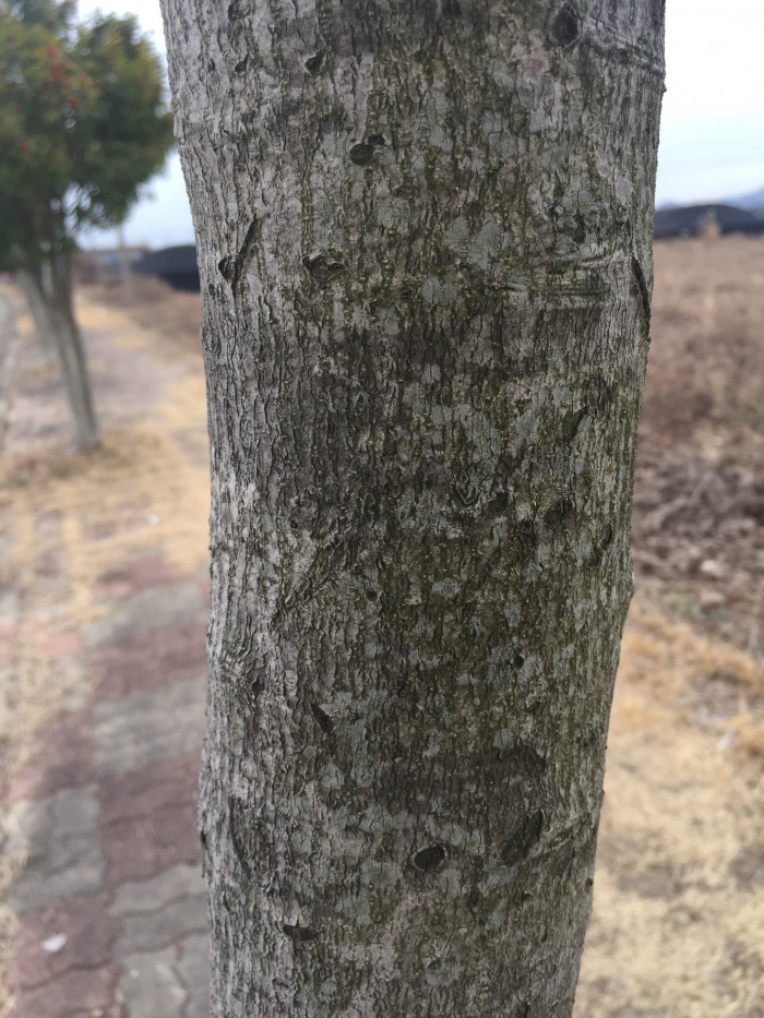 먼나무 - Ilex rotunda Thunb.