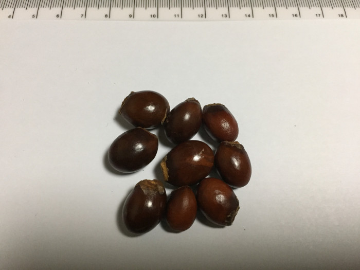 리치 - Lychee Fruit, Litchi chinensis