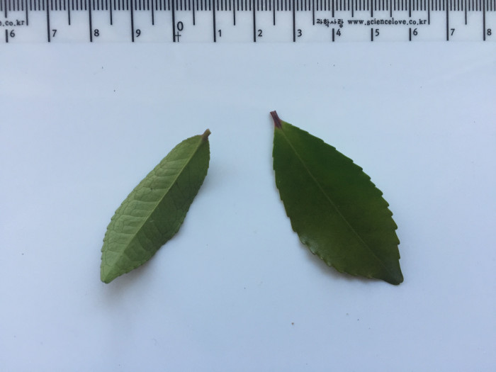 사스레피나무 - Eurya japonica Thunb.