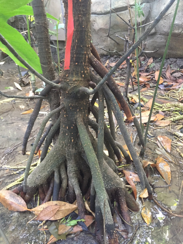 검은맹그로브 - Black mangrove, Bruguiera gymnorhiza (L.) Lam.