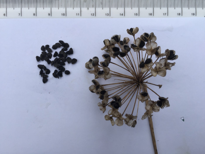 부추 - Chinese Chives, Allium tuberosum Rottler ex Spreng.