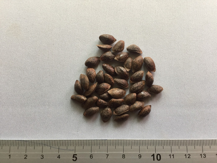 섬잣나무 - Pinus parviflora Siebold & Zucc.