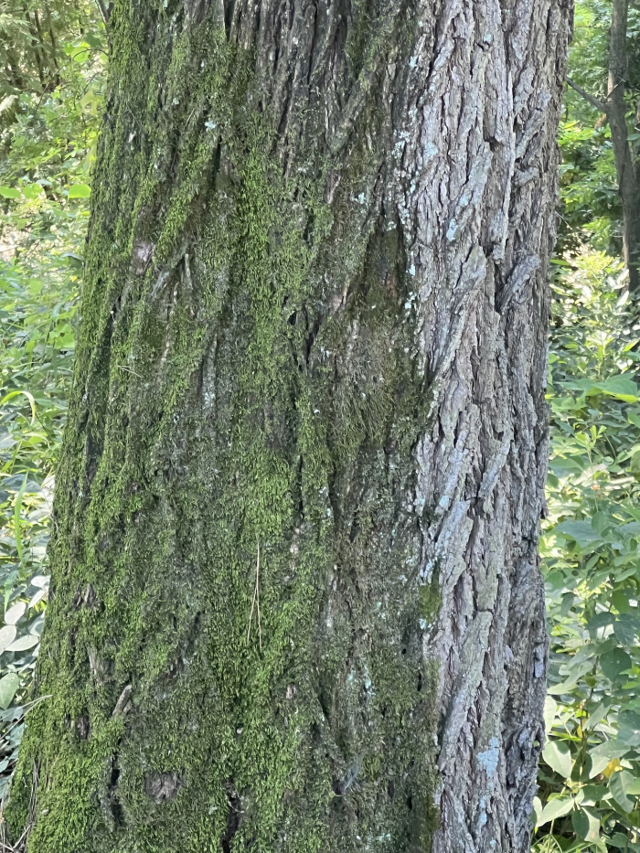 솔비나무 줄기 - Maackia fauriei (H.Lev.) Takeda trunk