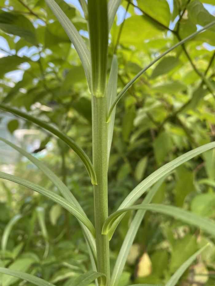 대만나리 - Formosa lily, Taiwanese lily, Lilium formosanum