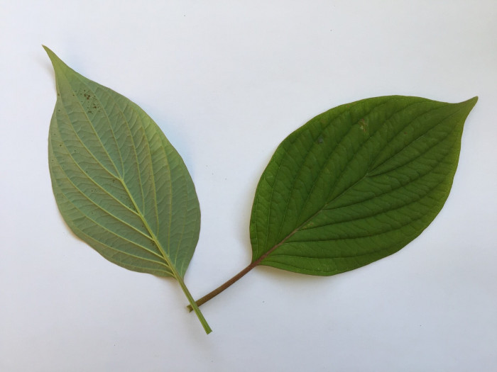 층층나무 - Giant Dogwood, Cornus controversa Hemsl. ex Prain