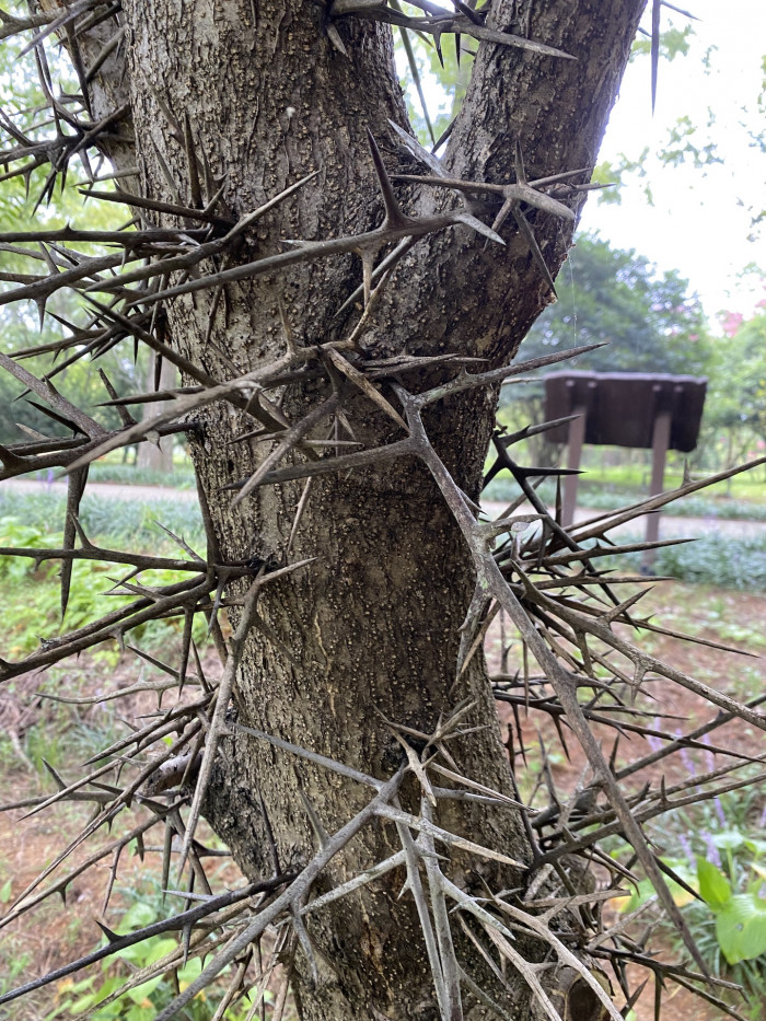 주엽나무 - Gleditsia japonica Miq.