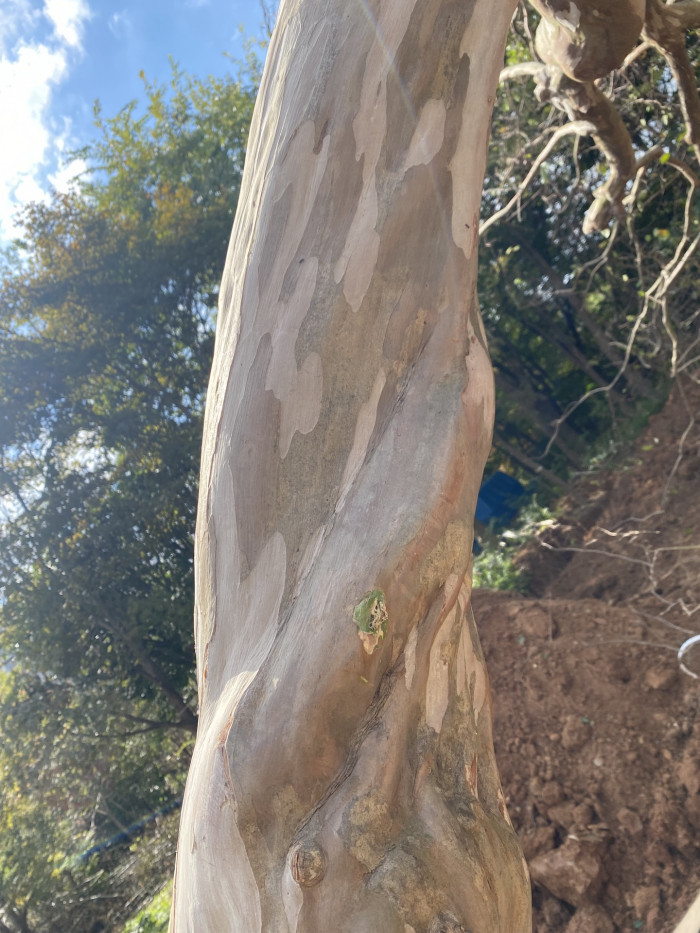 배롱나무 - Crape myrtle, Lagerstroemia indica
