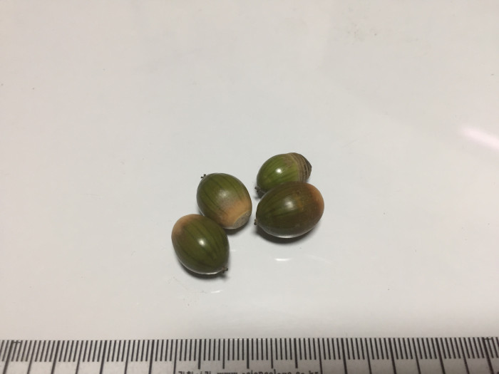 가시나무 - ㅕ뎌뎌뎌뎌뎌뎌ㅕ뎌ㅕ뎓뎌ㅕ뎌ㅕㄷ뎌ㅕ뎓, Quercus myrsinaefolia Blume