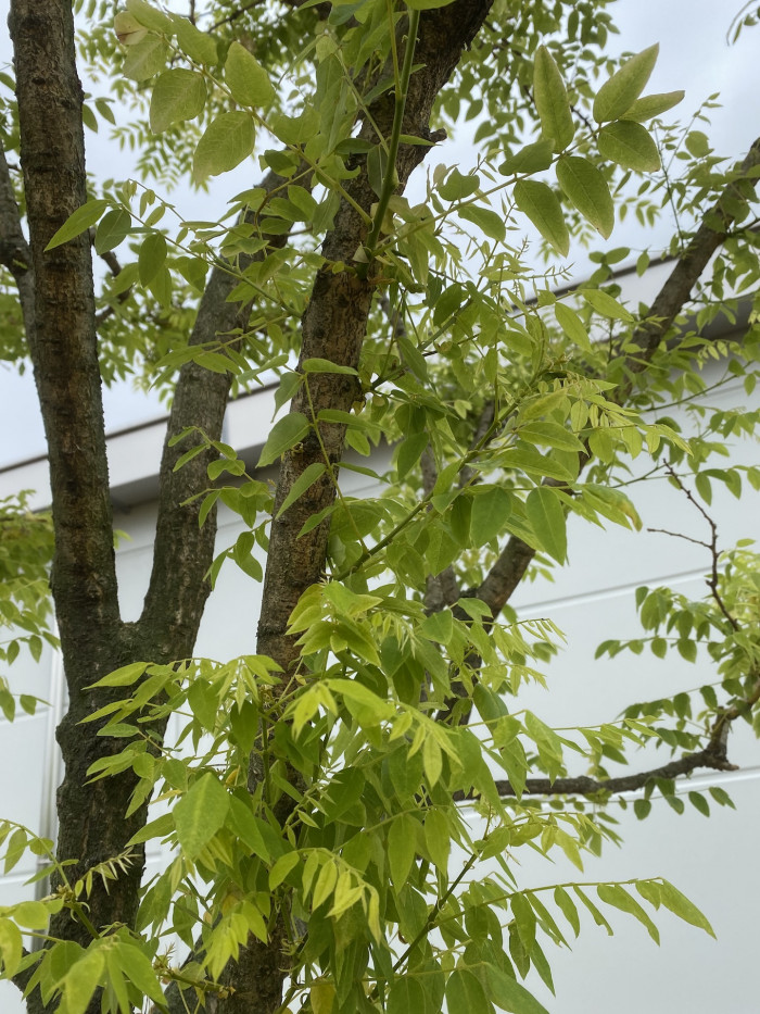 회화나무 - Sophora japonica L.