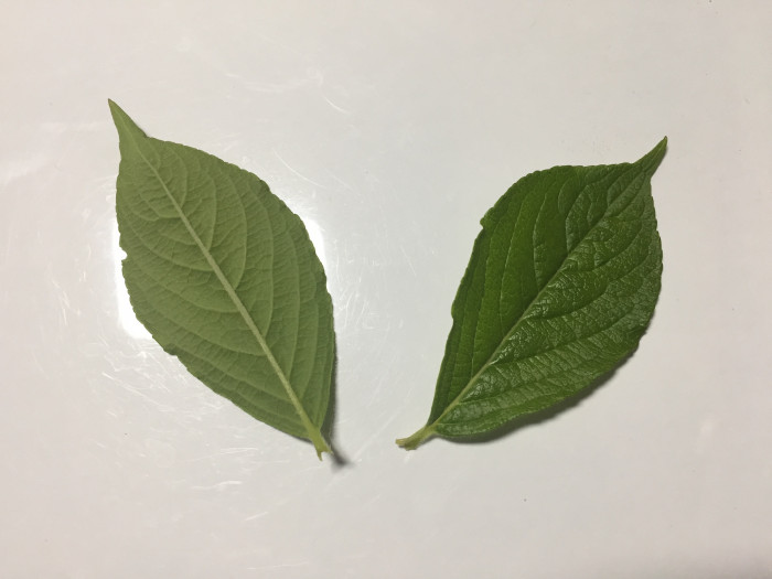 붉은병꽃나무 - Weigela florida (Bunge) A. DC.