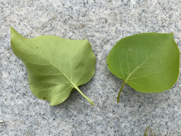 라일락 - kamibayashii, Syringa oblata var. dilatata (Nakai) Rehder
