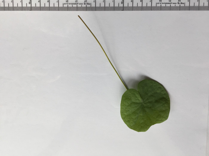 깽깽이풀 - Jeffersonia dubia