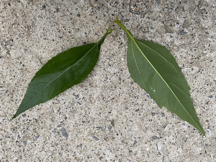뚱단지 - Helianthus tuberosus L.